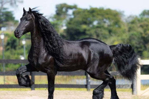 Gusttavo Lima leiloa cavalo que esteve em série da Netflix; saiba valor